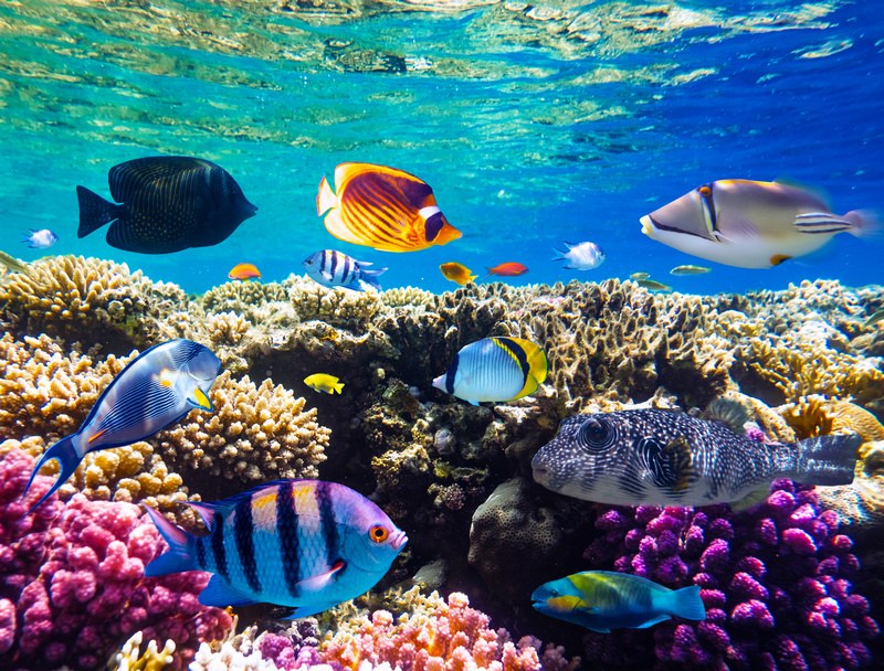 Blue Lagoon colorful underwater world